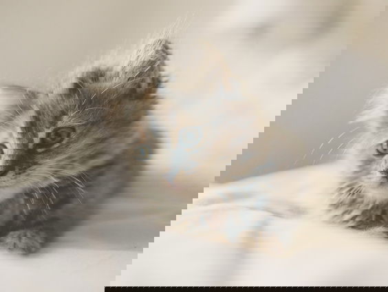 Een avondklok voor vogelmoordenaars?