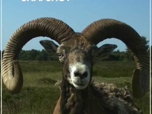 Nationaal park de Hoge Veluwe lanceert snapshot