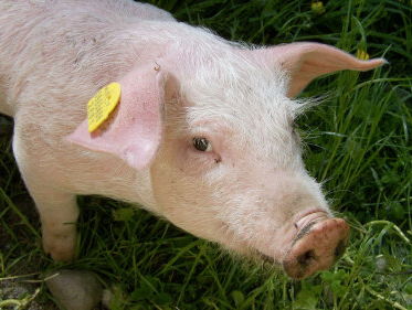 Varkentje Lilly volgt een puppycursus