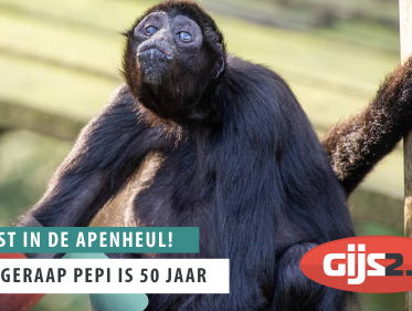 Slingeraap Pepi viert haar 50e verjaardag!
