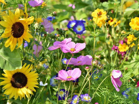 Is dit het moment om je tuin zomerklaar te maken? Lodewijk Hoekstra weet het!