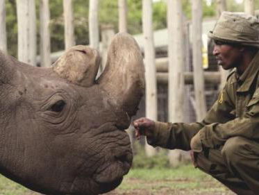 Witte neushoorn uitgestorven :(