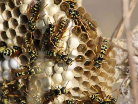 dikke kans op Wespenplaag deze zomer