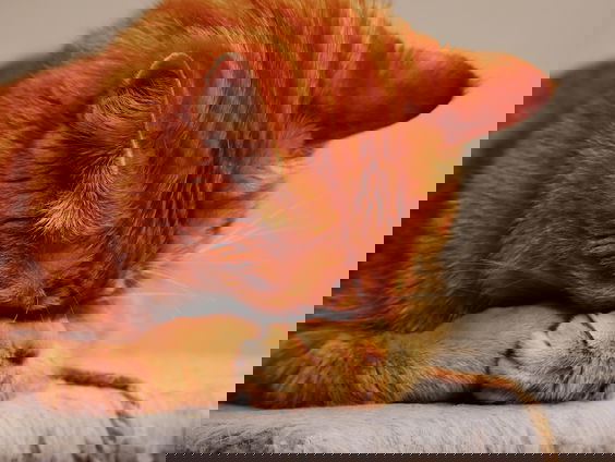 Waarom begraven katten hun poepjes?