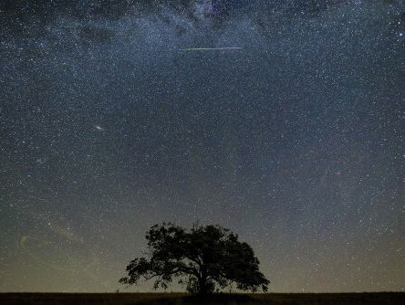 Medium Sonja over Gijs' 2020