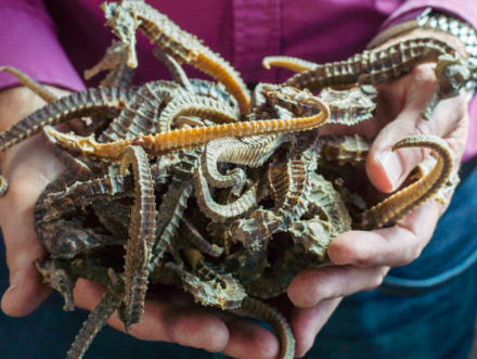 Minister Schouten over Operatie Pangolin