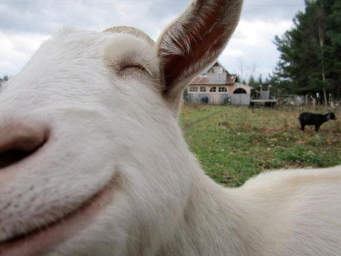 Joel Broekaert over geitenkaas