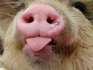 Fred Sengers over 'snuitherkenning' bij varkens