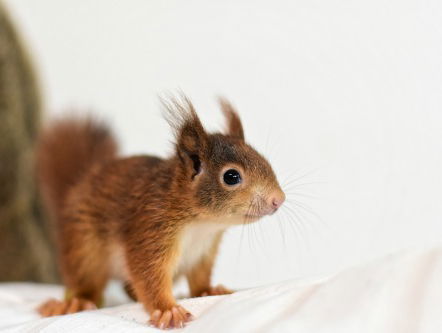 Luisteraar Jacqueline biedt noothulp voor de eekhoornopvang