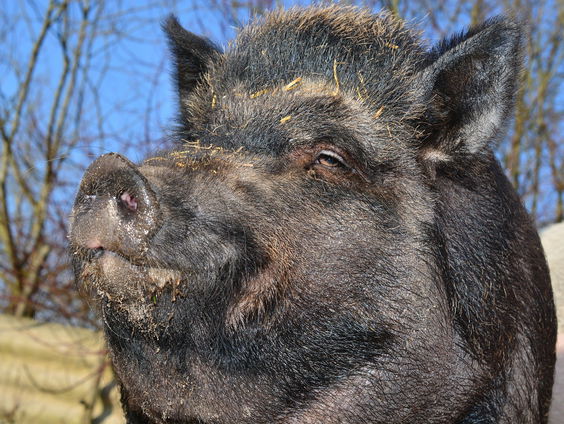 Jeugdtrauma's herleven op de Veluwe