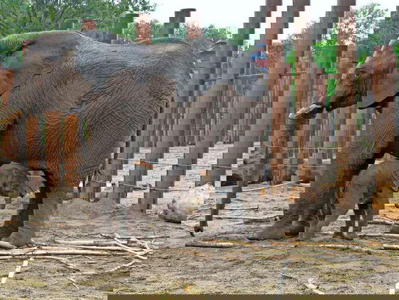 Hoera! Er is een olifantje geboren in Ouwehand Dierenpark