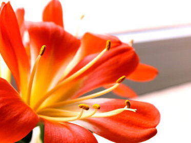 Piet van 70 is net zo oud als zijn plant: een kerngezonde clivia