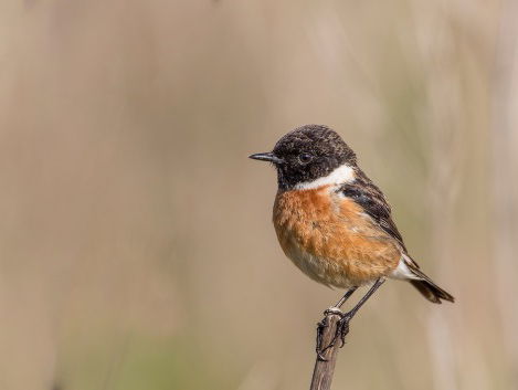 De vogel in de tuin van Saskia fluit 'Barbie Girl'. Maar écht!