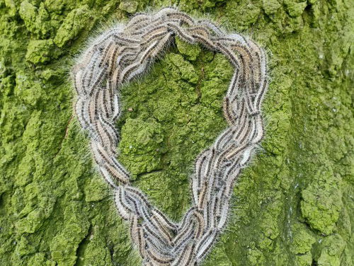 Een gedicht voor de eikenprocessierups