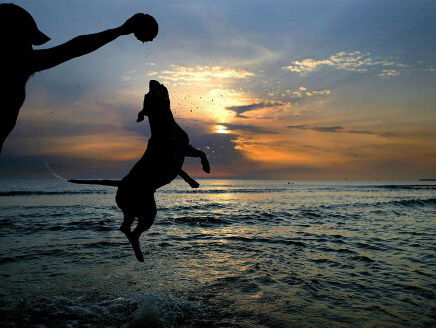 Dierenspreekuur met álle dierenvragen voor Dokter Martin