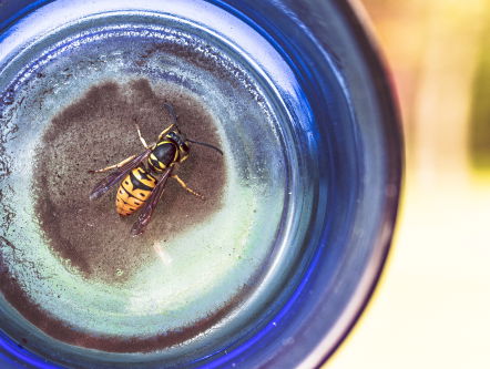Wat een pech! Een wespensteek en blikseminslag
