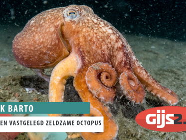 Hobbyduiker Mark Barto over gemaakte beelden zeldzame octopus