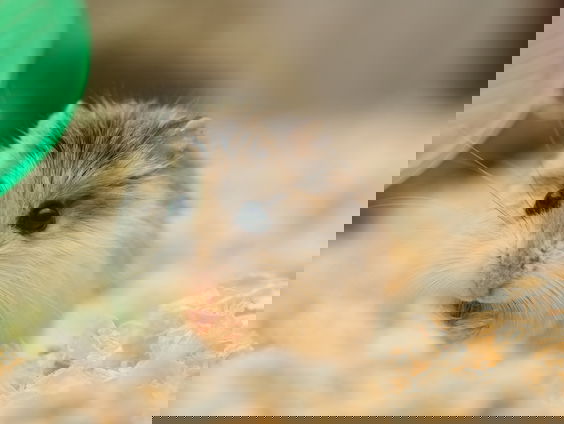 De jaarlijkse stille en tragische dood van duizenden hamsters