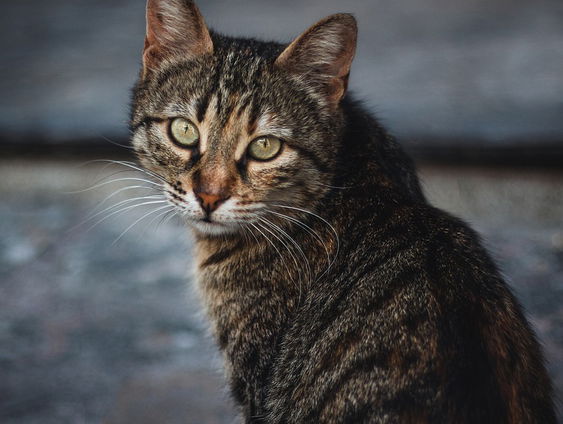 Hoe voorkom je dat je kat ziek wordt?