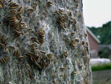 80% van de Nederlanders weet niet wat je moet doen bij een insectenbeet of -prik