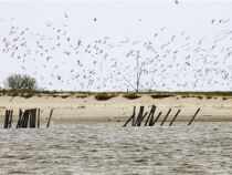 Camilla Dreef over Nationale Vogelweek