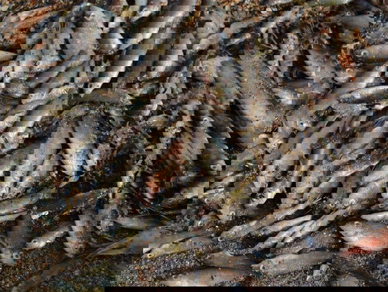 Het Oor: Anja Groot over het WK Vissen in Lelystad