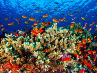 De dag van de Oceaan komt er aan!