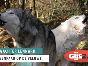Wolvenpaar op de Veluwe