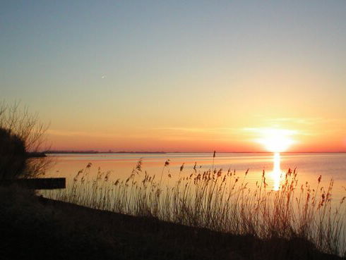 Waarom komen vliegjes altijd samen in zwermen?