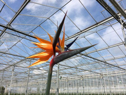 Wie de bloemen naar de paus in Rome verstuurt? Dat is Paul!