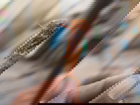 Sprinkhanen zijn nu goedgekeurd voor menselijke consumptie