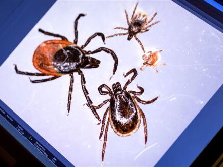 Hoeraaa lente! (maar kijk uit voor de teek!)