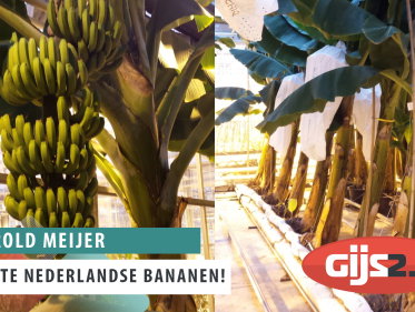 Eerste Nederlandse bananen