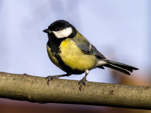 Waarom vallen vogels niet van hun tak als ze slapen?