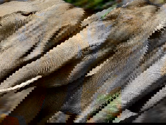 Het Oor: Olifanten op pad in China