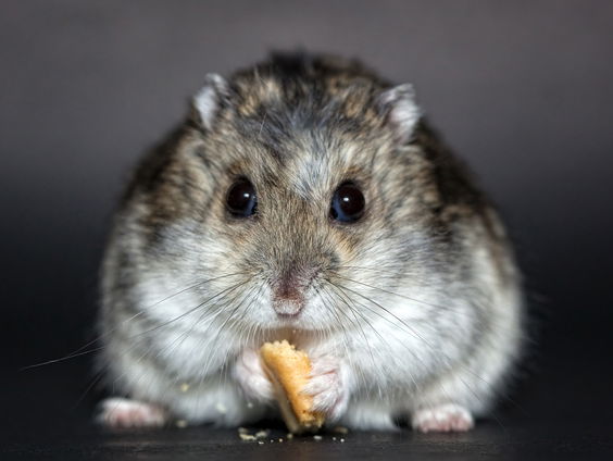 Waarom slapen hamsters overdag?