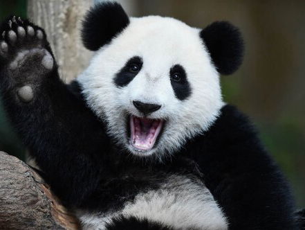 Panda's Xing Ya en Wu Wen zijn jarig!