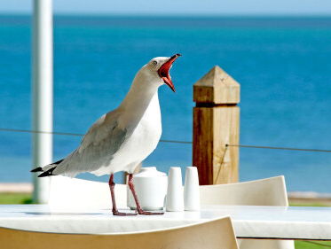 Bellen met winnaar NK Meeuwen Schreeuwen