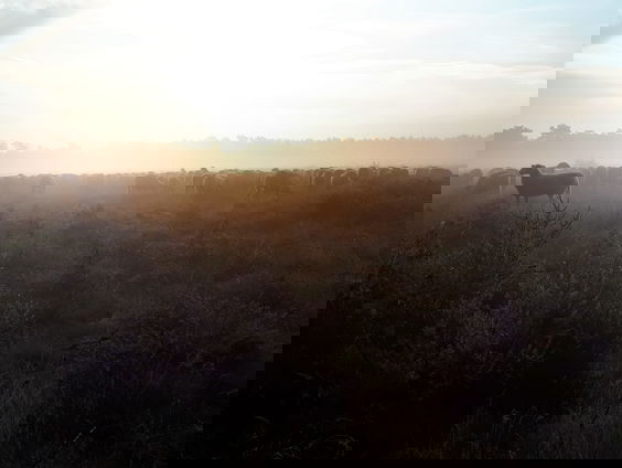 Schaapsherder Willem geeft goede herder tips voor de deelnemers aan Hek van de Dam!