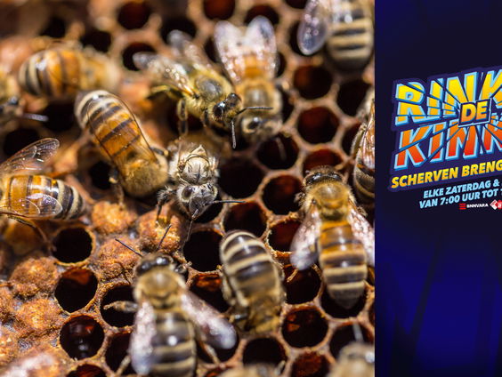 De Nationale Bijentelling: daar moet je bij zijn