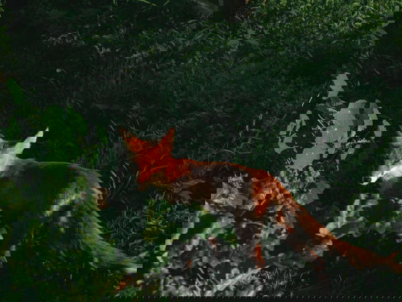 Het is dierendag! Jeroen en Evert brengen je positief dierennieuws