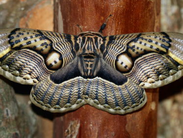 Luisteraar Jordy waarschuwt ons: vlinders zijn de duivel