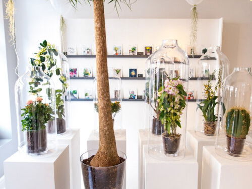 Botanisch filosoof Norbert Peeters over de droogte