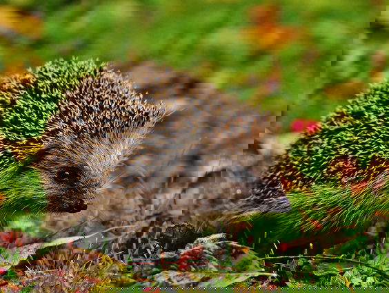 Het Oor maakt zich hard voor de egels!!