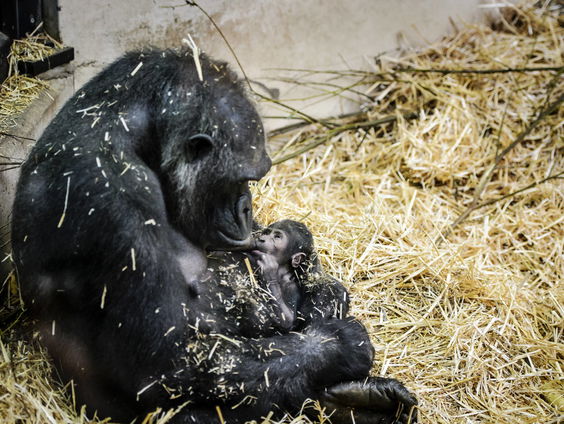 Hoe zit het met de LHBTQIA+ community in het dierenrijk?