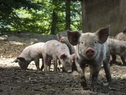 Waar komt 'dat slaat als een tang op een varken' vandaan?