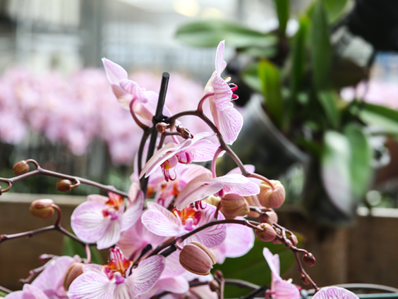 Westlandse kweker maakt bier van orchideeën