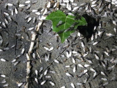 Vliegende mieren-plaag! Waar komen ze vandaan!?