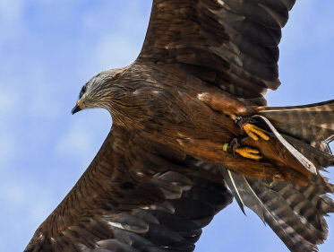 Vogelbescherming over aanvallen hardlopers