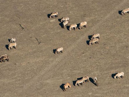 Ecoduct Oostvaardersplassen